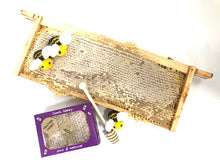 Load image into Gallery viewer, Beeswax Block UK | Gourmet Foods Online | Raw Honey Wales | Lime Blossom Honey | UK Food Gift | Bee Welsh Honey Company |